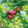 Nectarine 'Madame Blanchette' -Cheap Tree Foliage Store NECT T14144 B