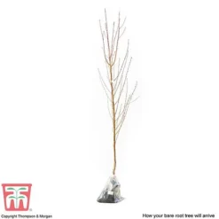 Nectarine 'Madame Blanchette' -Cheap Tree Foliage Store NECT T14144 C