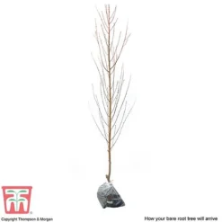 Nectarine 'Lord Napier' -Cheap Tree Foliage Store NECT T71129 C