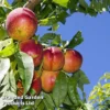 Nectarine 'Lord Napier' -Cheap Tree Foliage Store NECT LORDNAPIE L22757