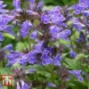 Nepeta 'Neptune' -Cheap Tree Foliage Store NEPE KA9170 A