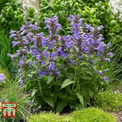 Nepeta 'Neptune' -Cheap Tree Foliage Store NEPE KA9170 C