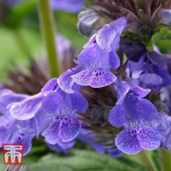 Nepeta 'Neptune' -Cheap Tree Foliage Store NEPE KA9170 E