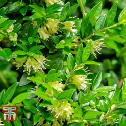 Lonicera Pileata -Cheap Tree Foliage Store NEW 2018 Master