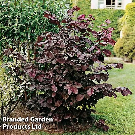 Nut Tree - Purple Filbert 3 Nut Tree - Purple Filbert
