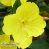Oenothera Tetragona -Cheap Tree Foliage Store OENO KC9121 A