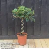 Olive Tree With Spiral Stem -Cheap Tree Foliage Store OLEA EUROSPIRA T37469