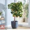Bitter Orange -Cheap Tree Foliage Store ORAN DWW3578 AA