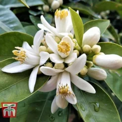 Bitter Orange 11 Bitter Orange -Cheap Tree Foliage Store ORAN BRIG L06951W C