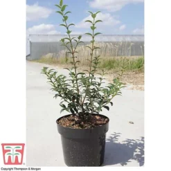 Osmanthus X Burkwoodii -Cheap Tree Foliage Store OSMA T58216 E