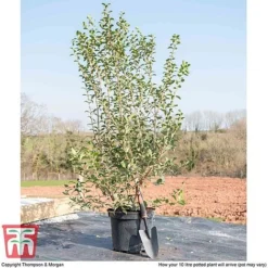 Osmanthus X Burkwoodii -Cheap Tree Foliage Store OSMA T58216 F