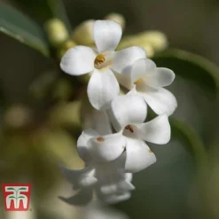 Osmanthus Delavayi -Cheap Tree Foliage Store OSMA T63584 C