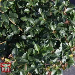 Osmanthus Delavayi -Cheap Tree Foliage Store OSMA T63584 D