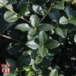 Osmanthus Delavayi -Cheap Tree Foliage Store OSMA T63584 E
