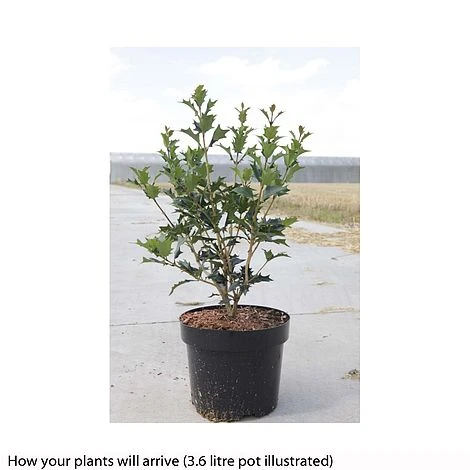Osmanthus Heterophyllus 4 Osmanthus Heterophyllus - Image 2