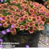 Osteospermum 'Dazzling Duo' -Cheap Tree Foliage Store OSTE PURPLESUN T26156