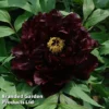 Tree Peony 'Chu Wu' -Cheap Tree Foliage Store PAEA KC9581A