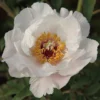 Tree Peony 'Feng Dan Bai' (White Phoenix) -Cheap Tree Foliage Store PAEO T62060 A h