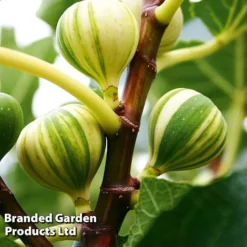 Fig 'Panachee' -Cheap Tree Foliage Store PANACHEE KC5371 A