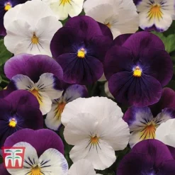 Pansy 'Coolwave Berries 'n' Cream Mix' -Cheap Tree Foliage Store PANS KA9093 A