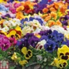 Pansy Summertime Mix (Garden Ready) -Cheap Tree Foliage Store PANS P85592 A4