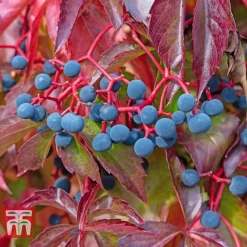 Parthenocissus Quinquefolia -Cheap Tree Foliage Store PART T58015 C