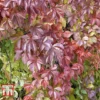Parthenocissus Quinquefolia 'Troki Red Wall' -Cheap Tree Foliage Store PART T66357 A