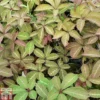 Parthenocissus Henryana -Cheap Tree Foliage Store PART TKA0947 A
