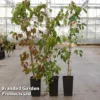 Parthenocissus Tricuspidata 'Veitchii Robusta' -Cheap Tree Foliage Store PART VEITCHROB S45910
