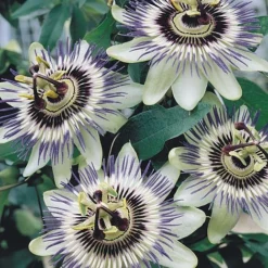 Passiflora Caerulea -Cheap Tree Foliage Store PASS T58017 A h