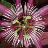 Passiflora 'Violacea Victoria' -Cheap Tree Foliage Store PASS T67378 A h