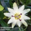 Passiflora Caerulea 'Constance Elliott' -Cheap Tree Foliage Store PASS CONSTELLI L44015