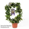 Passiflora Caerulea On A Hoop -Cheap Tree Foliage Store PASS HOOPPURPL S50485