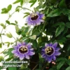 Passiflora 'Purple Haze' -Cheap Tree Foliage Store PASS PURPHAZE L44013