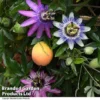 Passiflora Collection -Cheap Tree Foliage Store PASS TRIO T44030