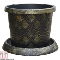 Agapanthus Midnight Cascade Collection 7 Agapanthus Midnight Cascade Collection -Cheap Tree Foliage Store PATI T56850P B1