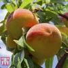 Peach 'Rochester' -Cheap Tree Foliage Store PEAC TKA2111 B