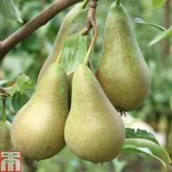 Pear 'Conference' 7 Pear 'Conference' -Cheap Tree Foliage Store PEAR CWW3239 A h