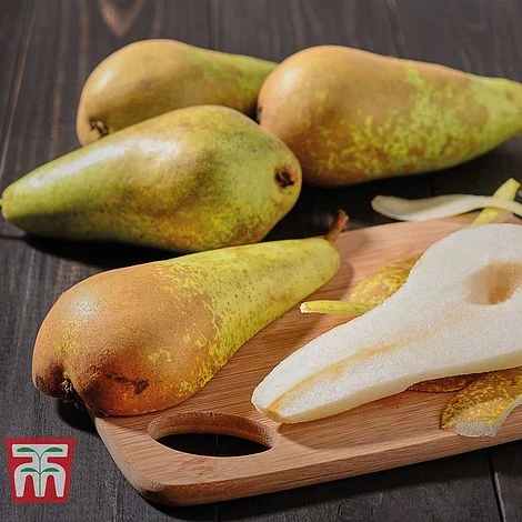 Pear 'Conference' 3 Pear 'Conference'