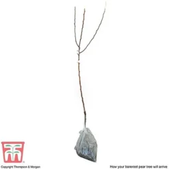 Pear 'Williams' Bon Chretien' -Cheap Tree Foliage Store PEAR CWW3398 C2