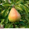 Pear 'Doyenné Du Comice' -Cheap Tree Foliage Store PEAR T10617 A