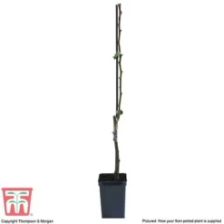 Pear 'Doyenné Du Comice' -Cheap Tree Foliage Store PEAR T10617 E