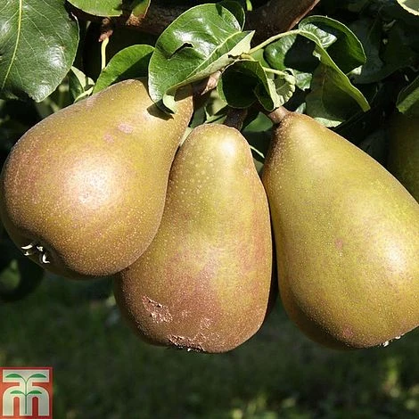 Pear 'Beurré Hardy' 3 Pear 'Beurré Hardy'