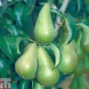 Pear 'Concorde' -Cheap Tree Foliage Store PEAR TKA1791 A