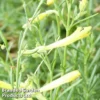 Penstemon Pinifolius 'Mersea Yellow' -Cheap Tree Foliage Store PENS MERSEAYEL1