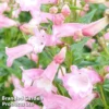 Penstemon 'Osprey' -Cheap Tree Foliage Store PENS OSPREY1
