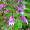 Penstemon Smallii -Cheap Tree Foliage Store PENS SMALLII1
