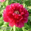 Tree Peony 'Hohki' -Cheap Tree Foliage Store PEON HOHKI S51000
