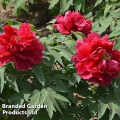 Tree Peony 'Hohki' -Cheap Tree Foliage Store PEON HOHKI S51002