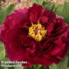 Tree Peony 'Mo Run Jue Lun' -Cheap Tree Foliage Store PEON MORUNJUEL1